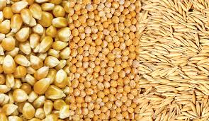 Corn Gluten Meal 60 Protein