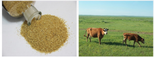 Choline Chloride feed grade