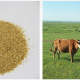 Choline Chloride feed grade