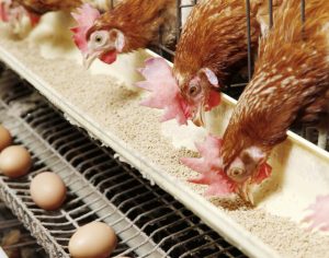 Soybean Meal feed grade