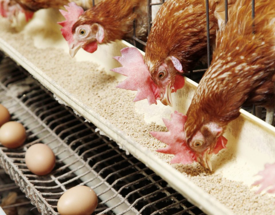 Soybean Meal feed grade