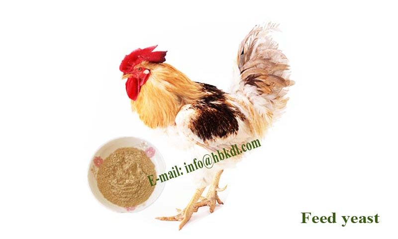feed yeast for poultry