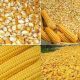 Corn for animal feed meals