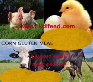 High Protein corn gluten meal (Feed grade)