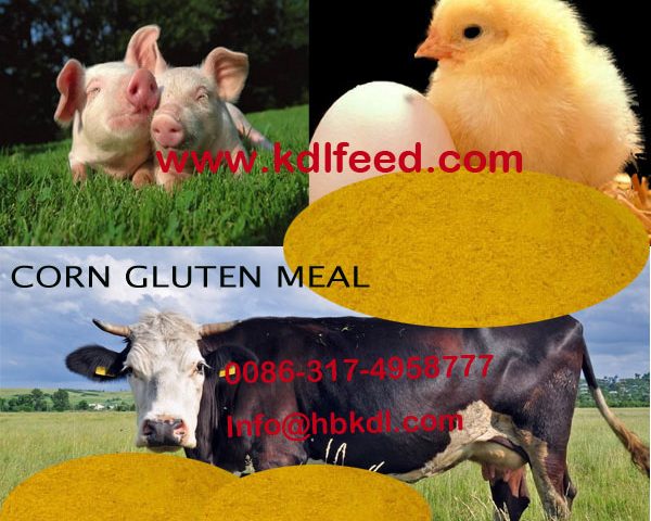 High Protein corn gluten meal (Feed grade)