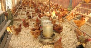 Soybean-meal-for-animal-feed-cheap-price