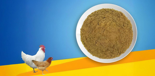 CHICKEN MEAL Raw materials for aquatic and poultry feed