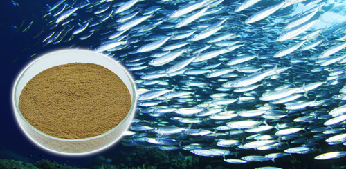 fish meal for Raw Material feed